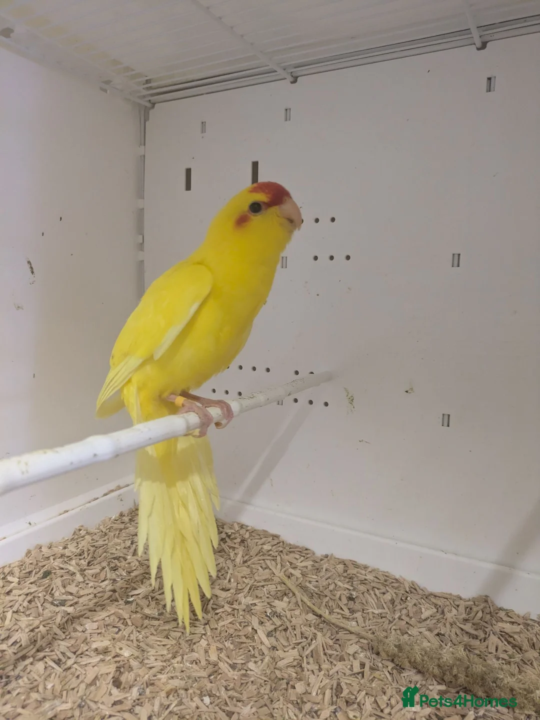 Parakeets birds for sale: BUTTERCUP KAKARIKIS  - Advert 6