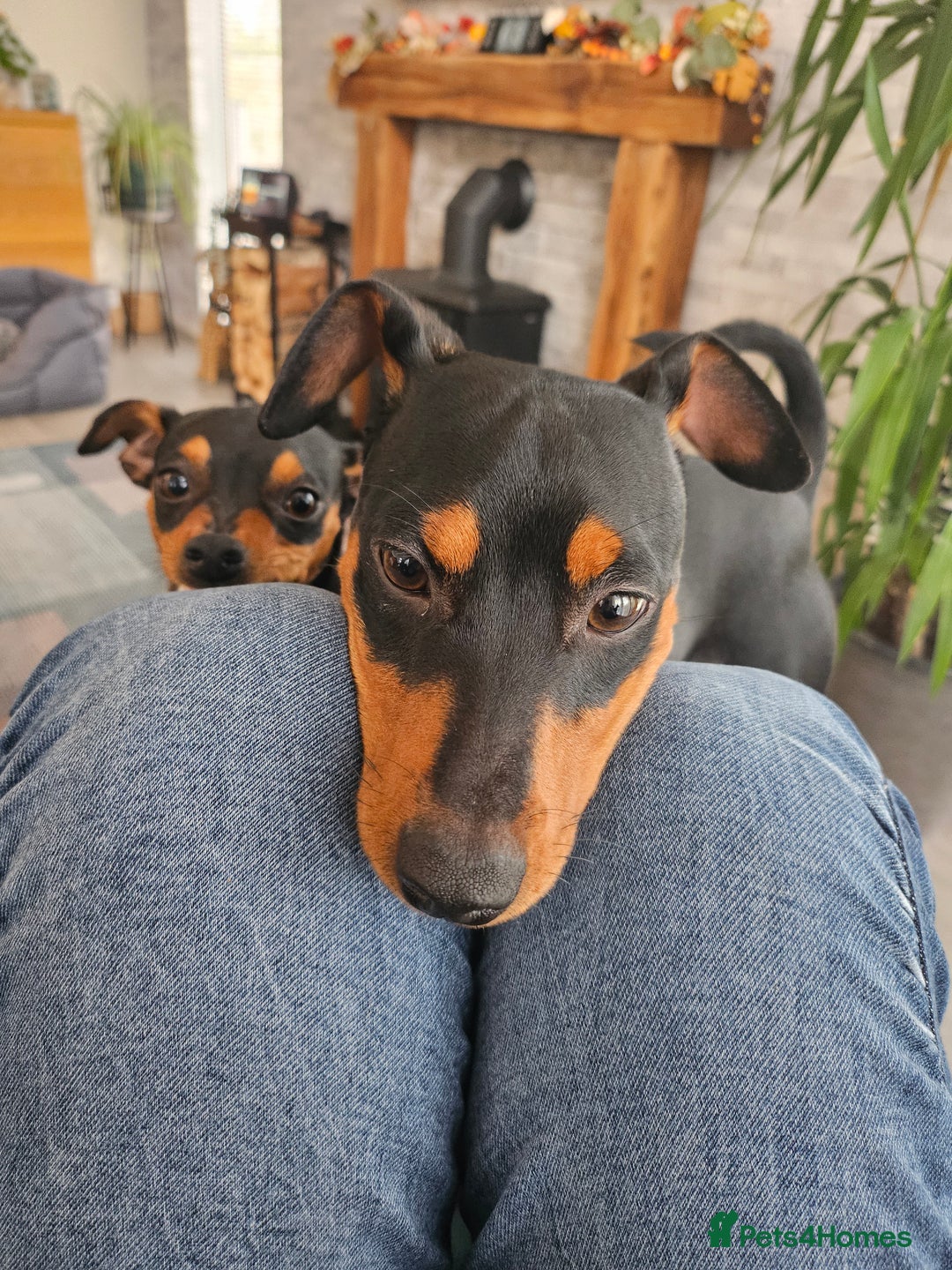 Miniature Pinscher dogs for sale: Miniture pincher male  - Advert 4