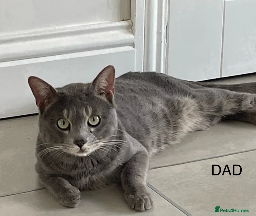 Bengal cats for sale: 💙Beautiful Blue Bengal Kittens - TICA Reg 💙 - Advert 25