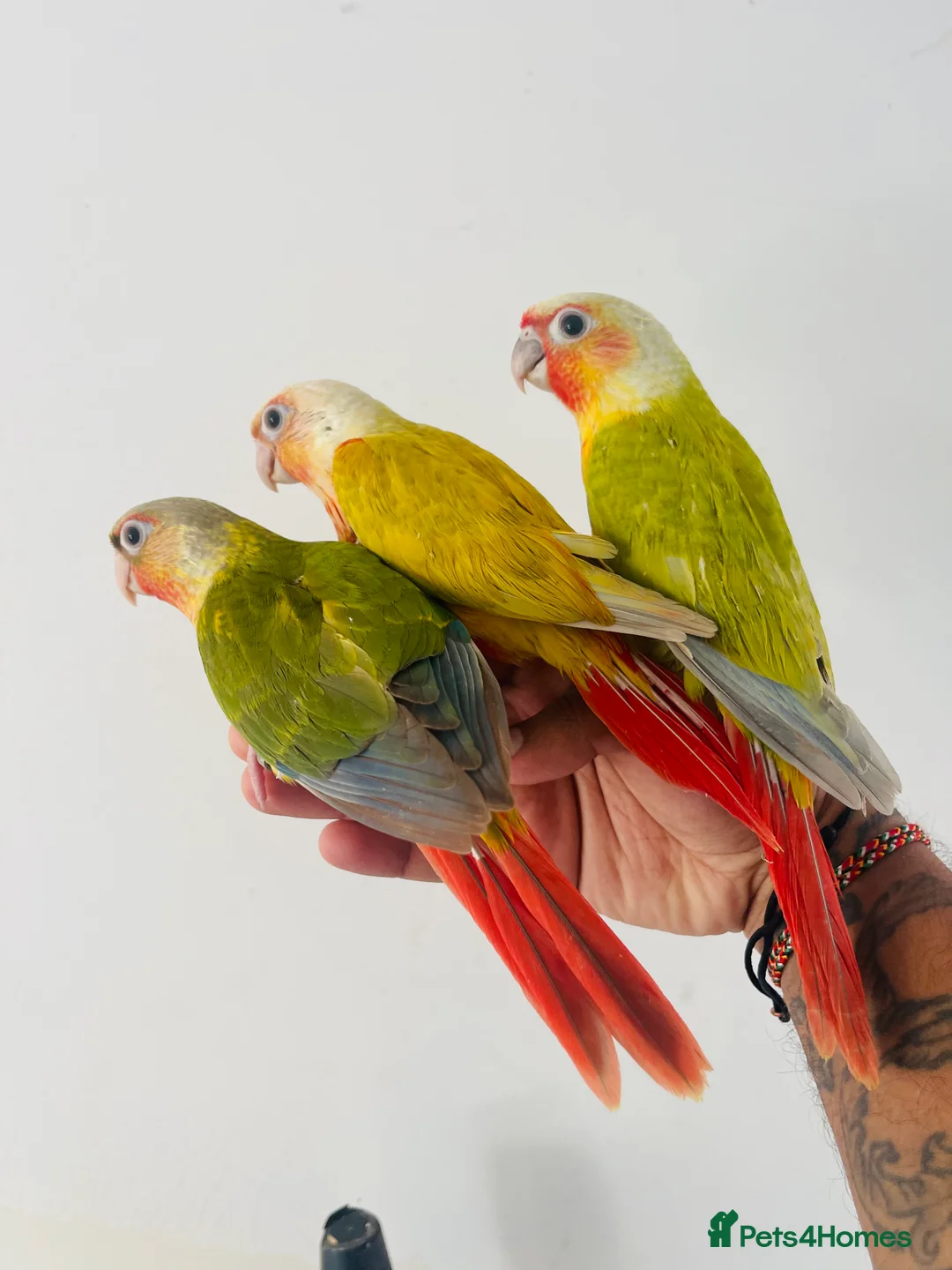Conures birds for sale: Hand reared conure for sale  - Advert 2