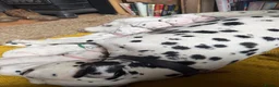 Dalmatian dogs for sale: Beautiful KC reg Dalmatian pups - Advert 13