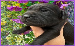 Labrador Retriever dogs for sale: OUTSTANDING BLACK & YELLOW LABRADOR PUPS  - Image 2