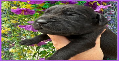 Labrador Retriever dogs - Advert 8