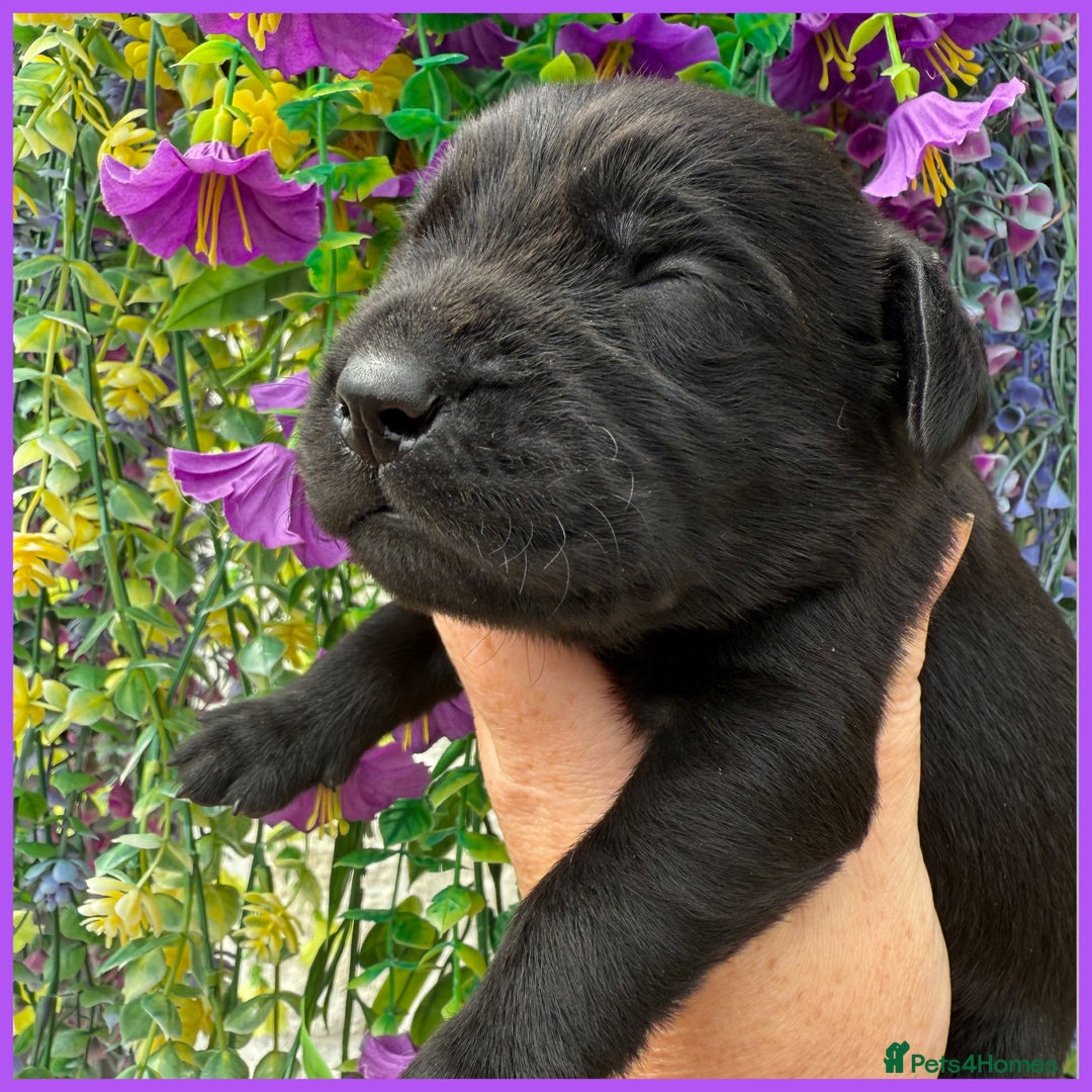Labrador Retriever dogs for sale: OUTSTANDING BLACK & YELLOW LABRADOR PUPS  - Image 2