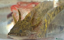 Axolotl reptiles for sale: Axolotls  - Image 25