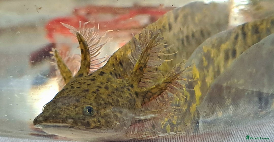 Axolotl reptiles for sale: Axolotls  - Image 25