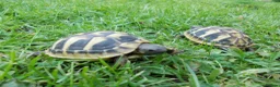 Hermann Tortoise reptiles for sale: Hermann's tortoises Thb & Spurthighed - Advert 1