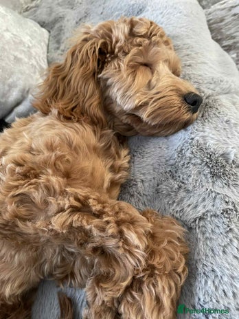 Cavapoo dogs Cavapoo Female For Sale - Advert 4