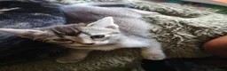 Mixed Breed cats for sale: Half and full Bengal  - Advert 8
