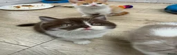British Shorthair cats for sale: GCCF - BEAUTIFUL LITTLE TEDDY BEARS  - Advert 7