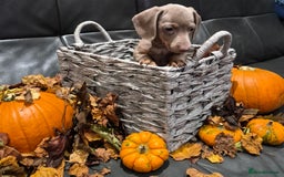 Miniature Dachshund dogs for sale: TRUE MINIATURE DASCHUND BABIES only 5 - Image 22
