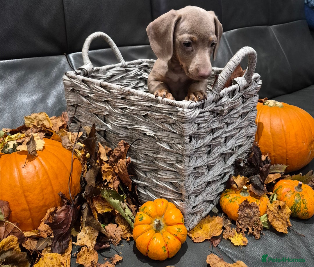 Miniature Dachshund dogs for sale: TRUE MINIATURE DASCHUND BABIES only 5 - Image 22