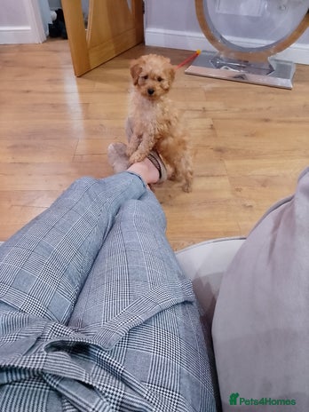 Miniature Poodle dogs - Advert 1