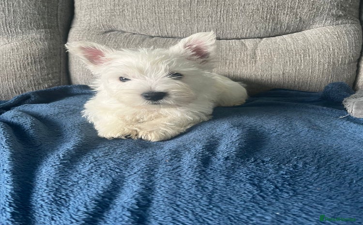 West Highland Terrier dogs - Advert 1