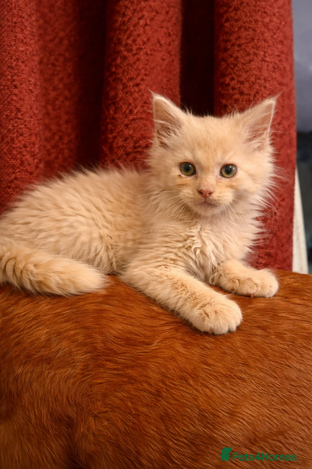 Maine Coon cats for sale: 🧡💛Final boy left 💛🧡 - Advert 2