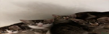 Tabby