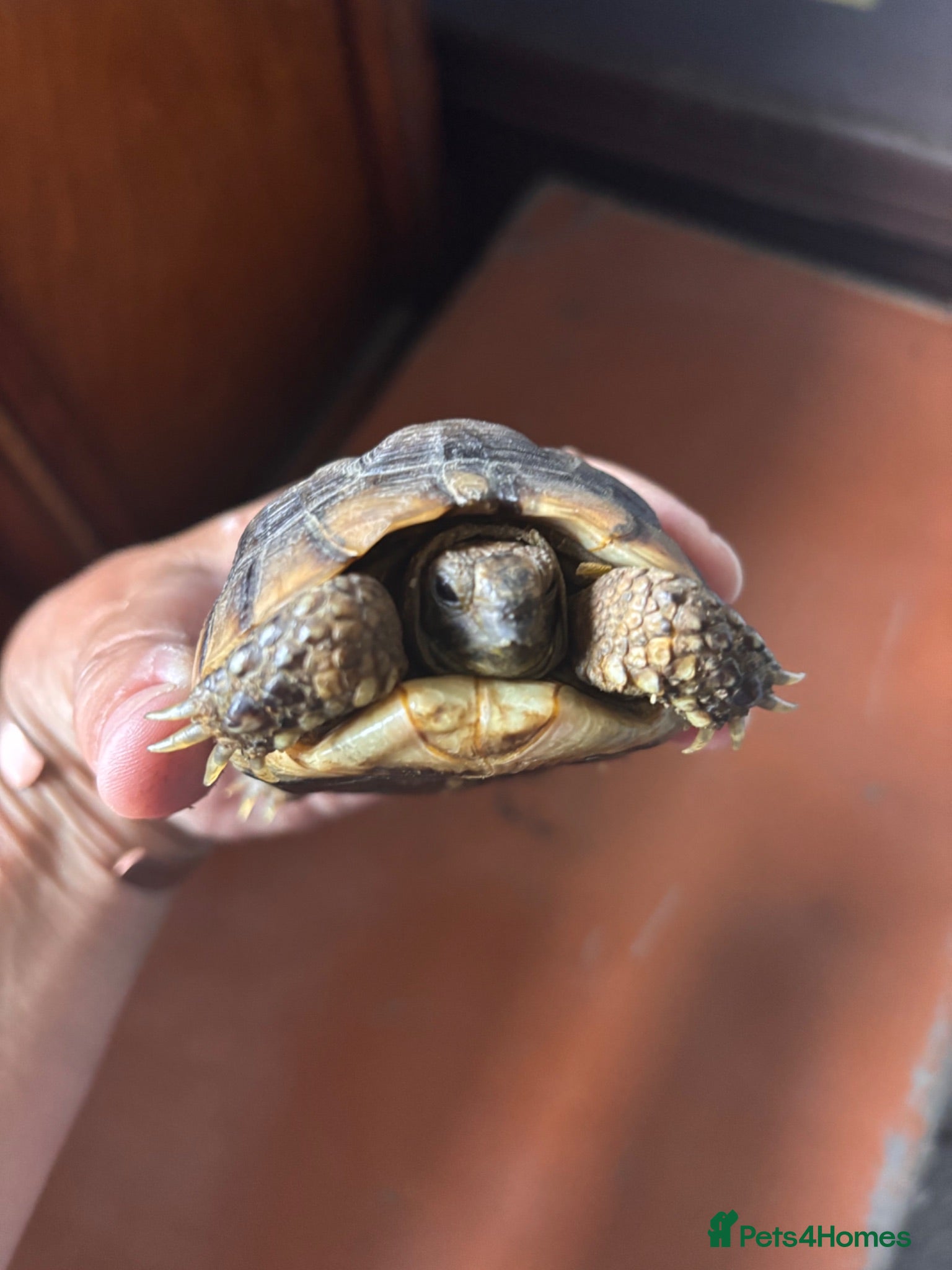 Tortoise reptiles Female Spur Thighed Tortoise 4 Years Old  - Advert 1