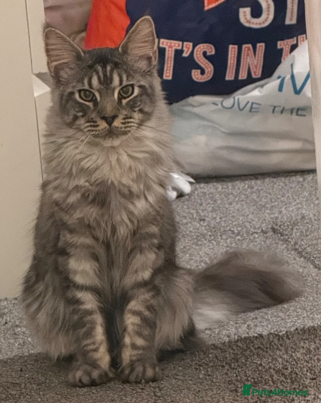 Maine Coon cats for sale: Male Mainecoon - Advert 6
