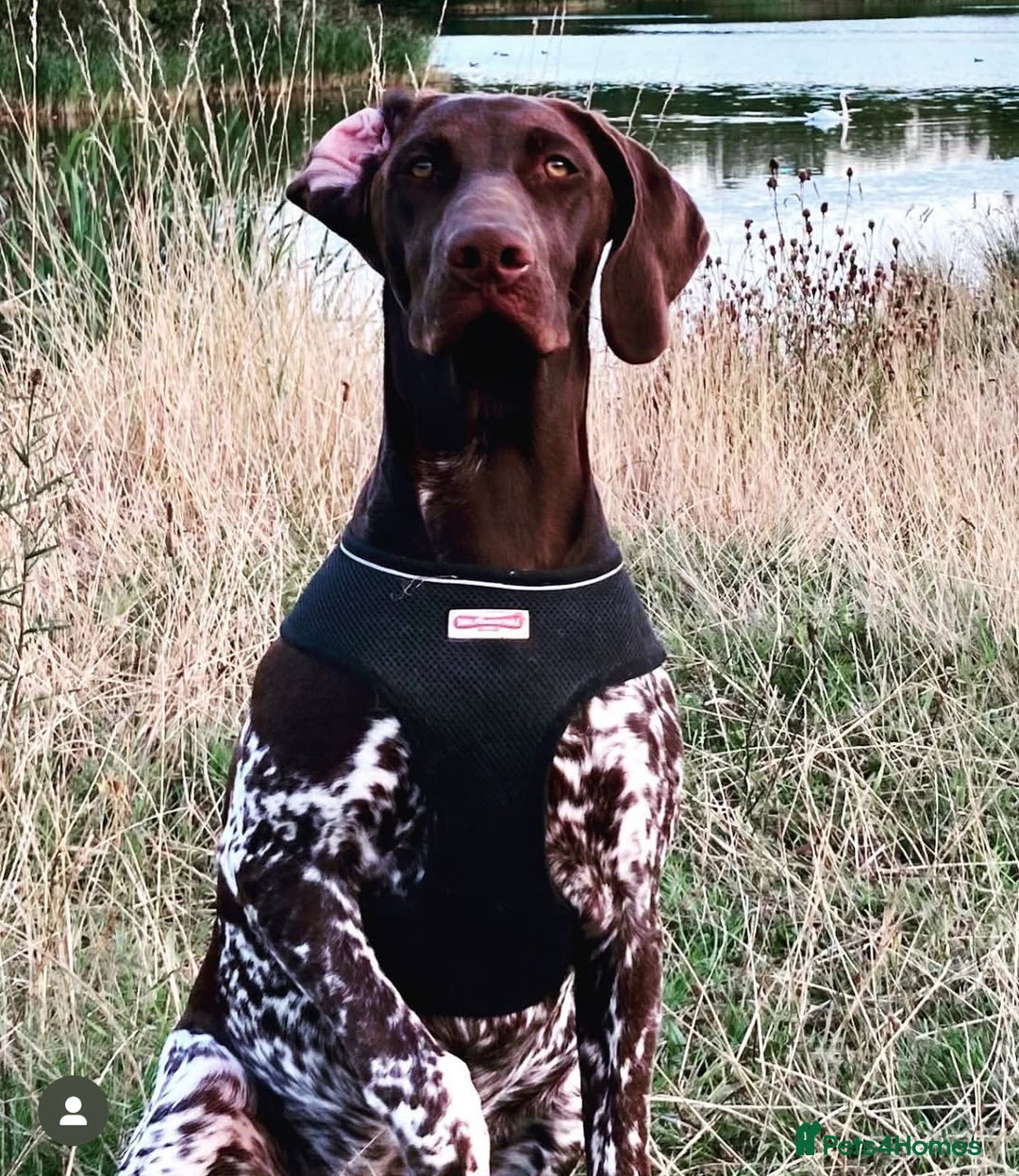 German Shorthaired Pointer dogs for sale: Beautiful Gsp Bitch beretta blu KC Reg Vet Checked - Advert 3