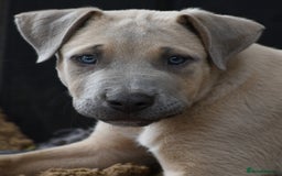 Mixed Breed dogs for sale: Mixed Breed w/Lurcher Mix Puppies ready for a home - Image 3