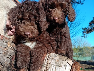 Australian Labradoodle dogs Health Tested ✔️ BOTH✔️ Parents HIP& ELBOW scored - Advert 5