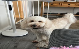 Miniature Poodle dogs for sale: 3 year old miniature poodle  - Advert 1