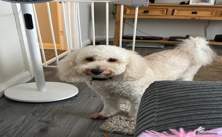 Miniature Poodle dogs 3 year old miniature poodle  - Advert 1