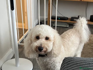 Miniature Poodle dogs for sale: 3 year old miniature poodle - Advert 1