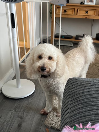 Miniature Poodle dogs 3 year old miniature poodle - Advert 1