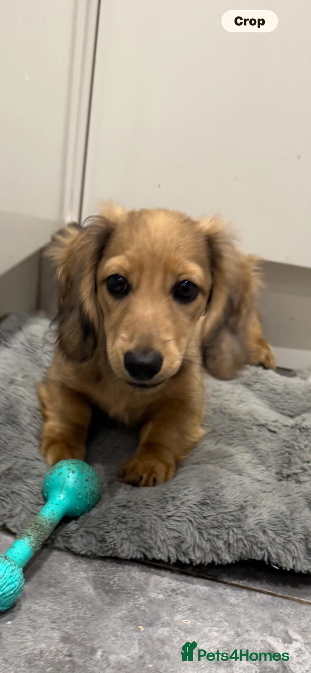 Miniature Dachshund dogs for sale: Shaded cream dapple  - Advert 1