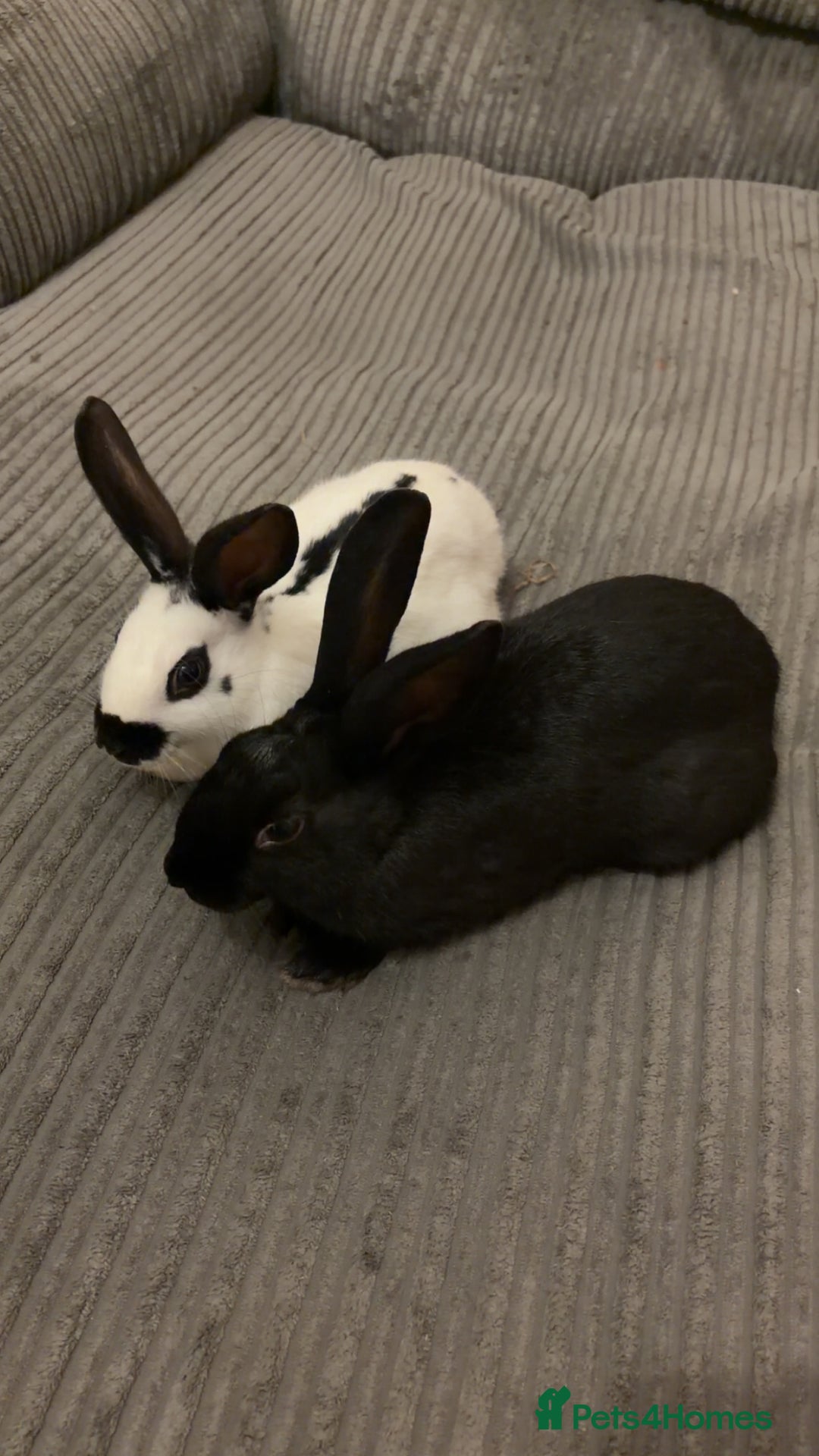English rabbits for sale: 2 Male rescued rabbits  - Advert 1