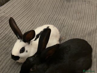 English rabbits 2 Male rescued rabbits - Advert 1