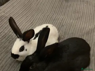 English rabbits 2 Male rescued rabbits - Advert 1