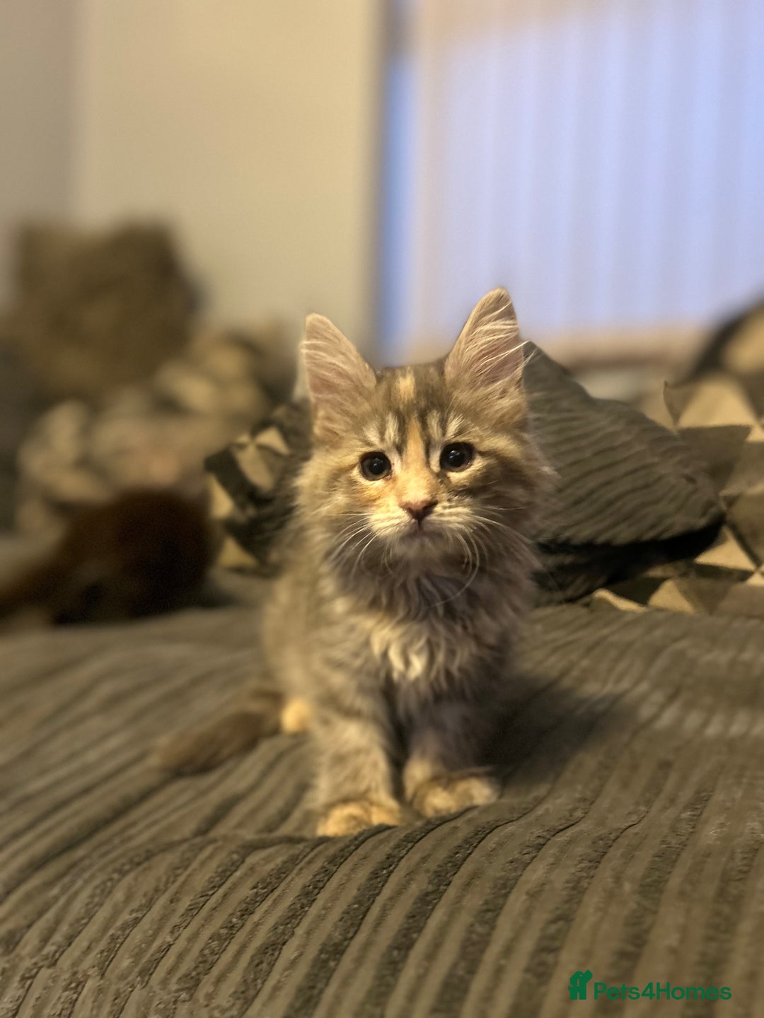 Maine Coon cats for sale: Gorgeous bundles of fluff n mischief  - Image 15