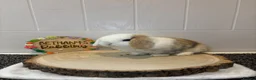 Mini Lop rabbits for sale: Beautiful Mini Lop Doe 🤍🐰 - Advert 4