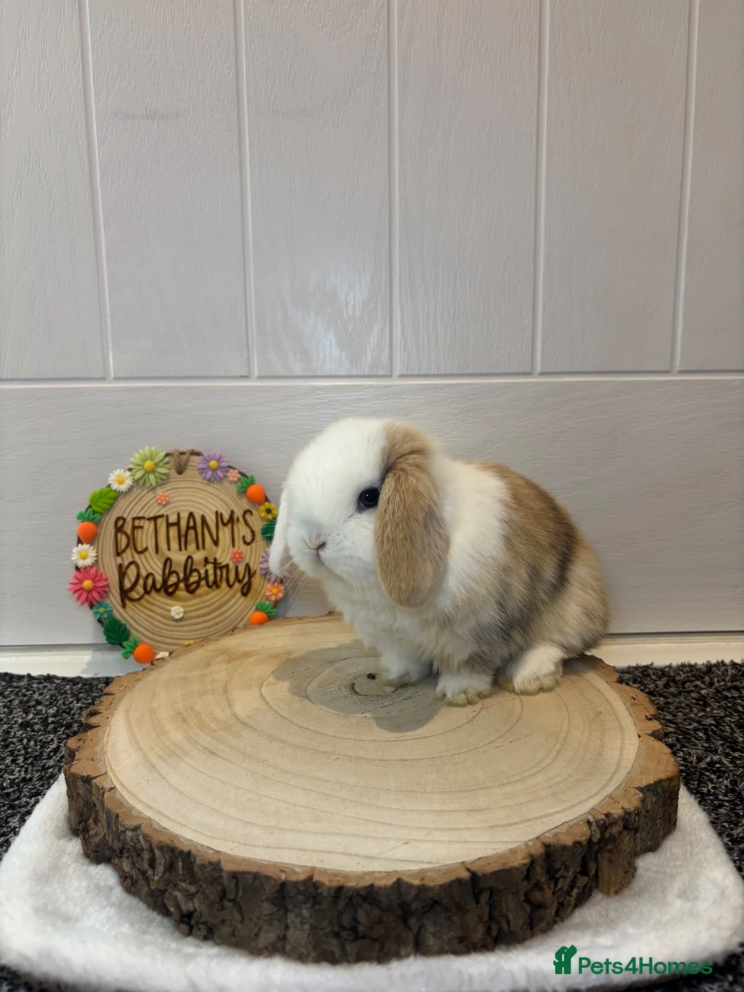 Mini Lop rabbits for sale: Beautiful Mini Lop Doe 🤍🐰 - Advert 4