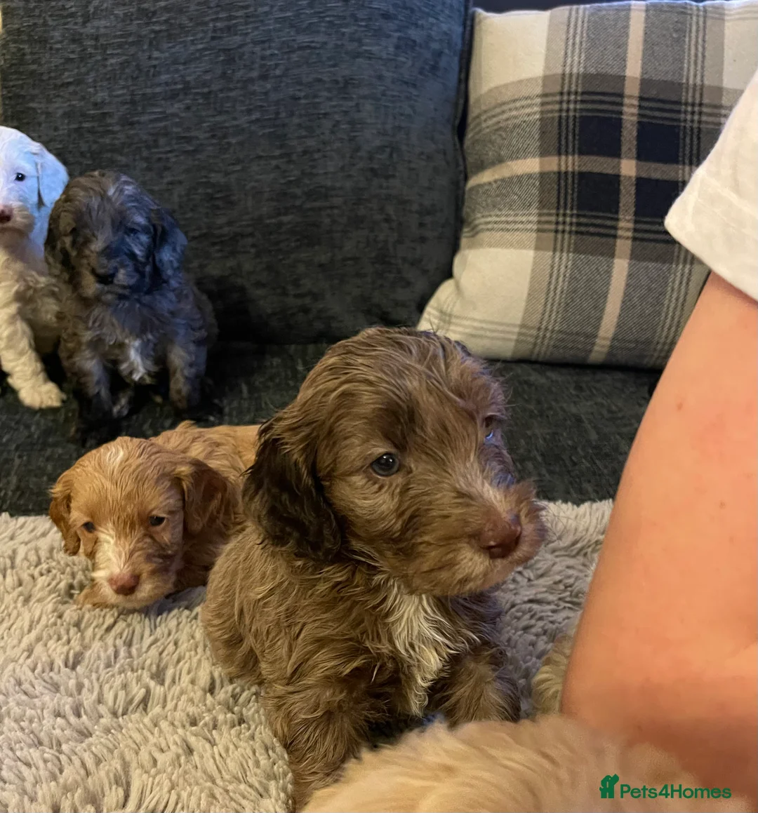 Cockapoo dogs for sale: f1 stunning toy cockerpoo  - Advert 9