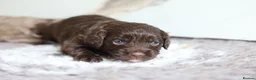 Cavapoo dogs for sale: F1 rare chocolate/choc Merle Cavapoo pups - Advert 27