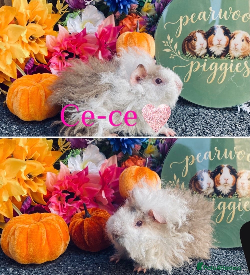 Guinea Pig rodents for sale: Pedigree Lunkarya/Blue/ Dalmation Guinea pigs  - Advert 1