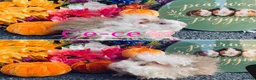 Guinea Pig rodents for sale: Pedigree Lunkarya/Blue/ Dalmation Guinea pigs  - Advert 1