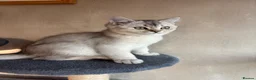British Shorthair cats for sale: Ready to go!!! - Advert 23