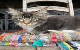 Maine Coon cats for sale: Full pedigree MaineCoon kittens  - Image 12