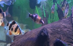 Other/Mixed Breed fish for sale: Tropical fish  - Image 6