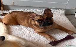 French Bulldog dogs for sale: Beautiful 9 month old girl . Very fit and healthy  - Image 1