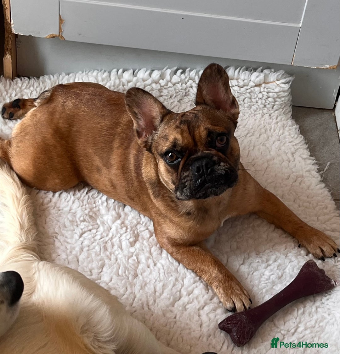 French Bulldog dogs for sale: Beautiful 9 month old girl . Very fit and healthy  - Image 1
