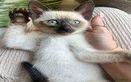 Siamese cats for sale: Human Toilet Trained! Exquisite Siamese Kittens - Image 8