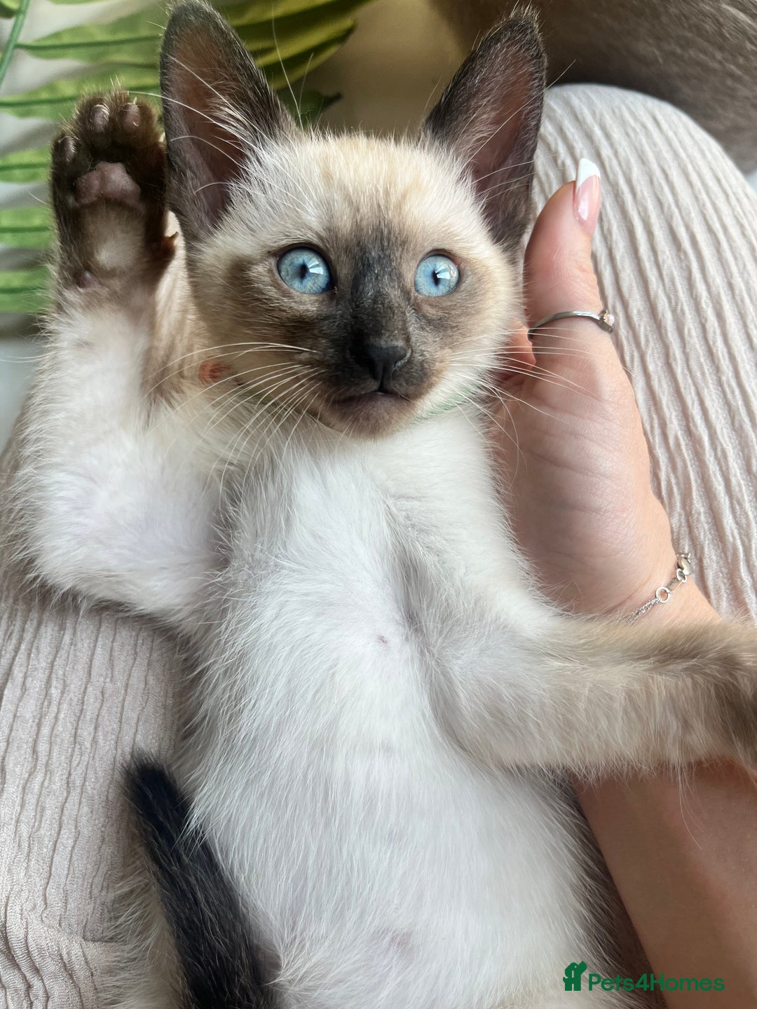 Siamese cats for sale: Human Toilet Trained! Exquisite Siamese Kittens - Image 8