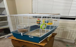 Budgerigars birds for sale: Blue budgie looking new home - Image 2