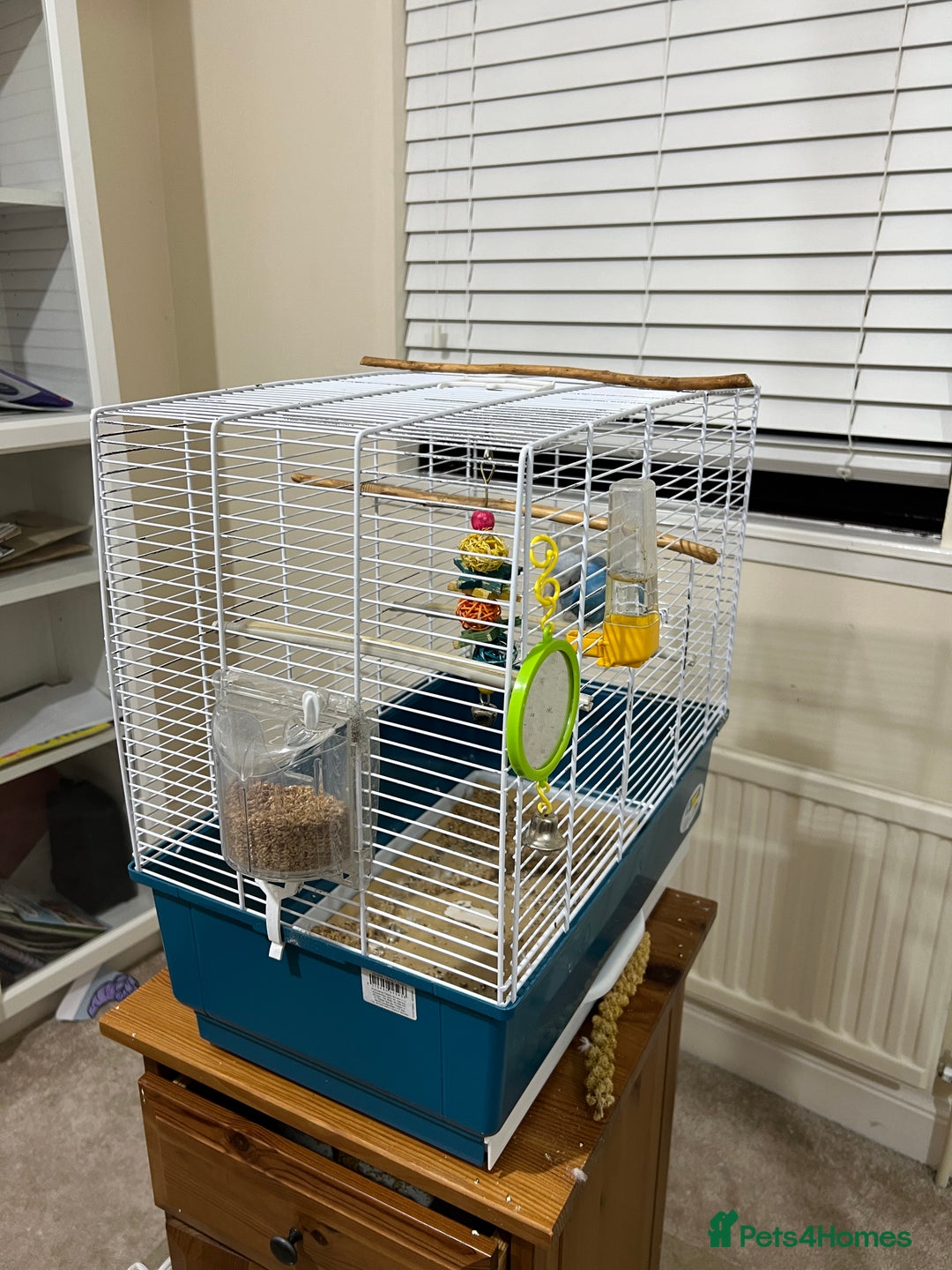 Budgerigars birds for sale: Blue budgie looking new home - Image 2