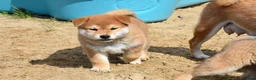 Japanese Shiba Inu dogs for sale: Exceptional Japanese Shiba Inu Puppies - Advert 25